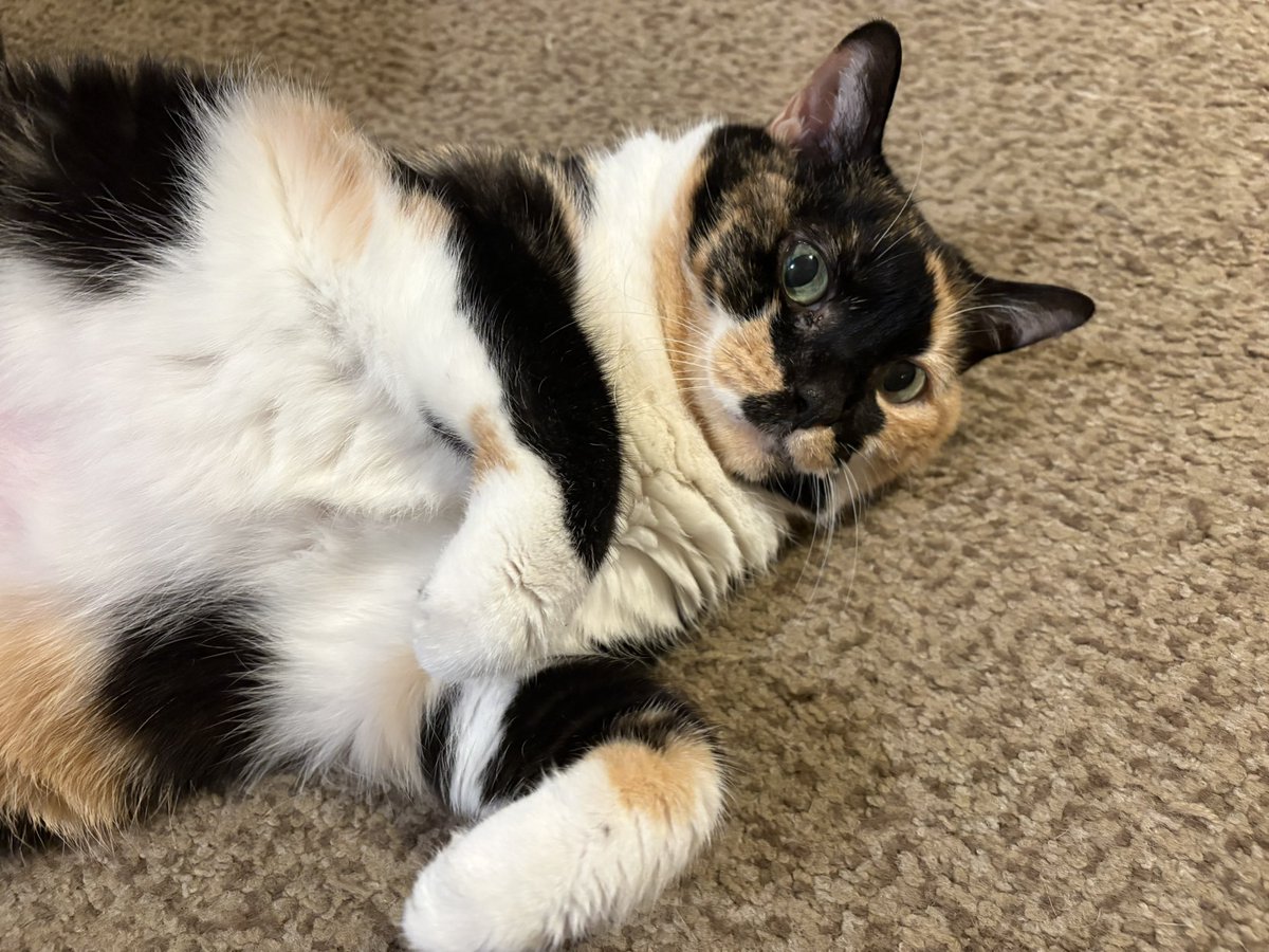 jadee1437's tweet photo. Iโm gonna beg for Tuna all day! Candie #TunaTuesday #CatsOfX #CatsOnX https://t.co/FkC8S9P7L6