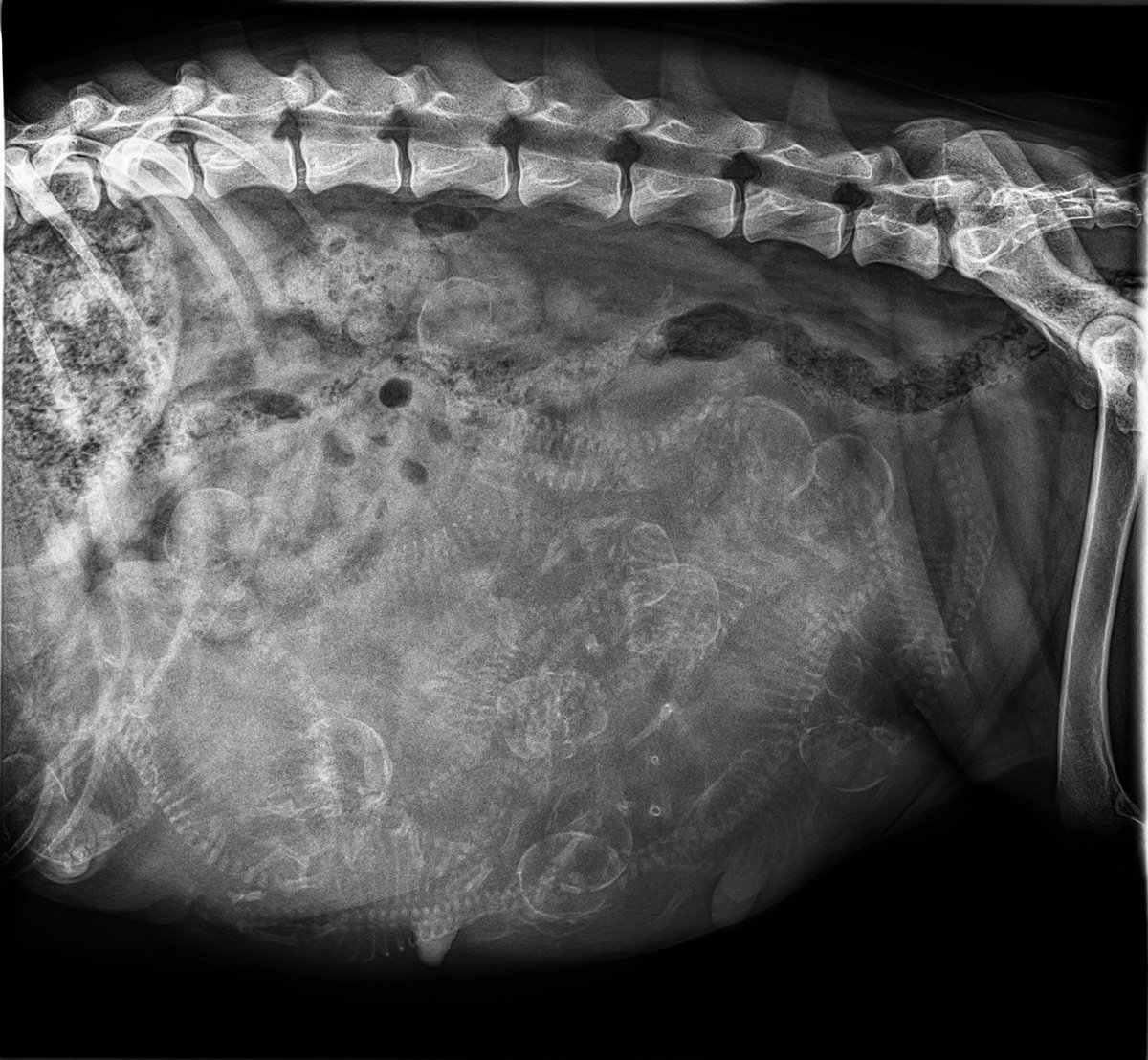 _ACOxford's tweet photo. After a surgical or transcervical AI, the next time we see our breeding females is for a pregnancy confirmation ultrasound 25 days post breeding and then a puppy count at 50 days or more!

How many puppies do you see?? https://t.co/UdP3eZ2T3W