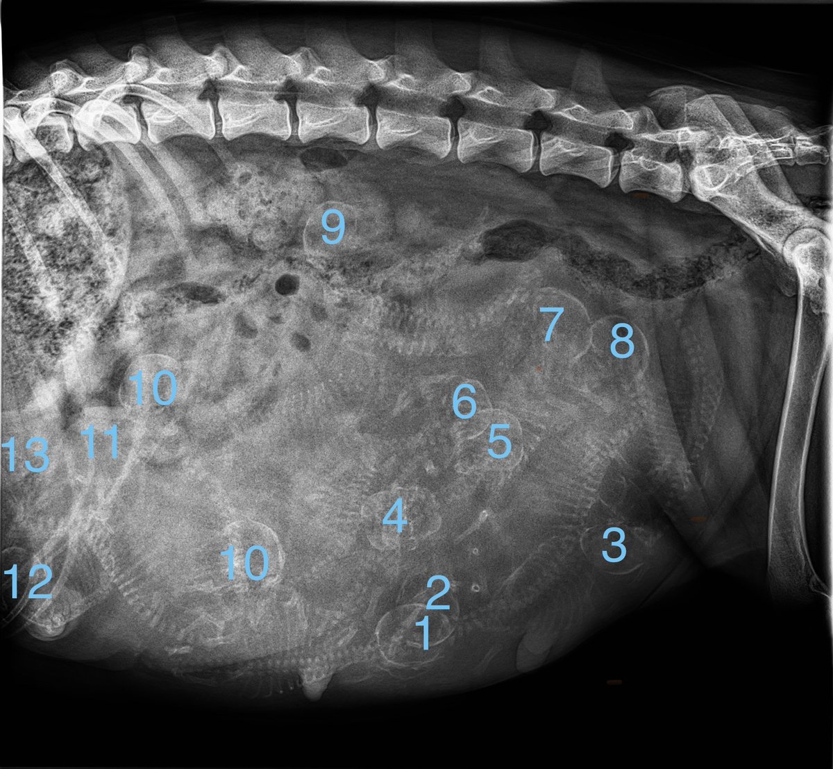 _ACOxford's tweet photo. After a surgical or transcervical AI, the next time we see our breeding females is for a pregnancy confirmation ultrasound 25 days post breeding and then a puppy count at 50 days or more!

How many puppies do you see?? https://t.co/UdP3eZ2T3W