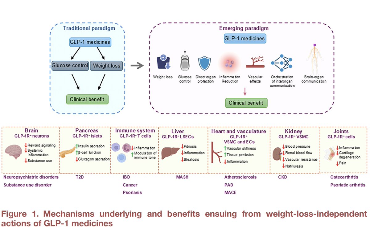 EricTopol's tweet photo. The GLP-1 drugs have evidence for beneficial impact— heart, kidney, liver, joints, immune system, and brain—that are independent of weight loss
@Cell_Metabolism @DanielJDrucker 
https://t.co/ApB9ptjDL2