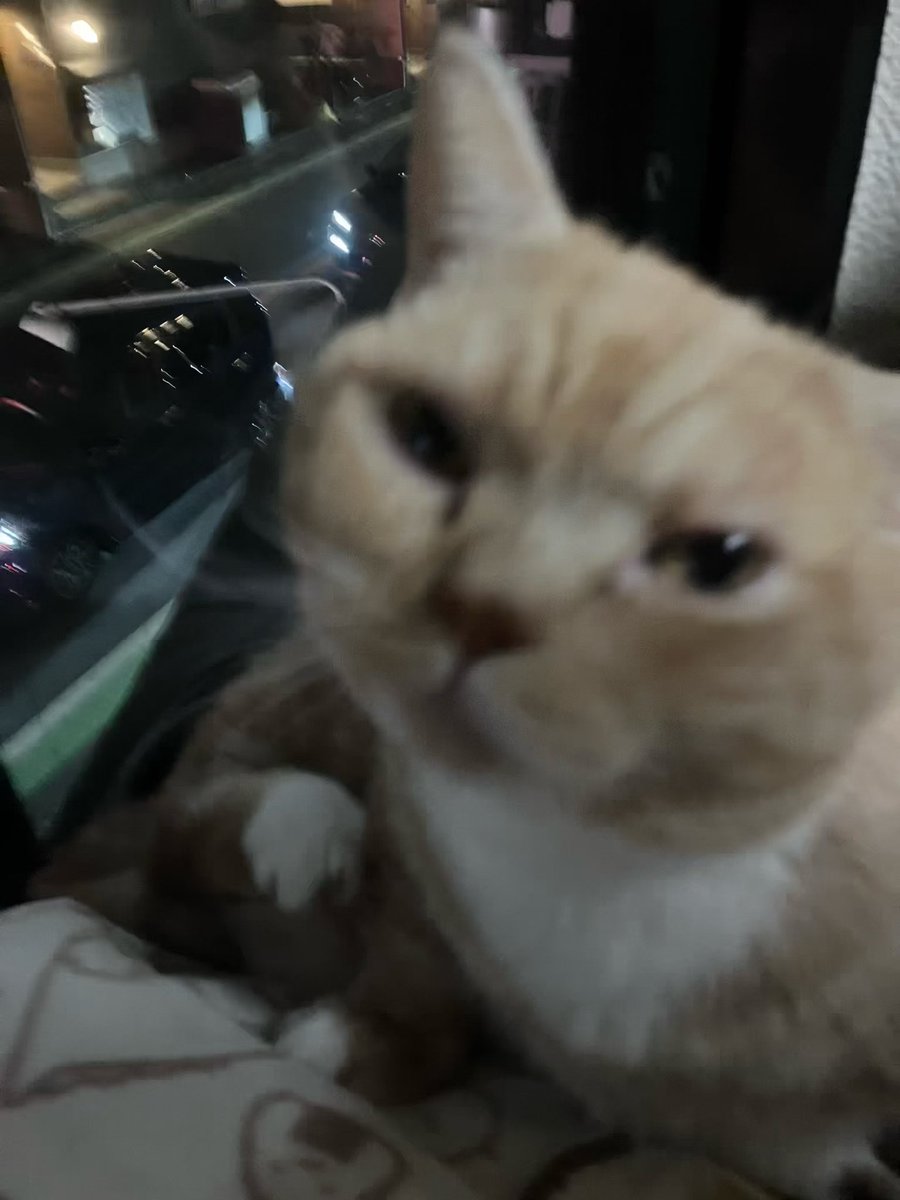 ANANotintin's tweet photo. 迷子になってしまいました見かけた方DMください #猫 #迷子猫 #埼���県富士見市鶴馬 https://t.co/BvzIR48X2b