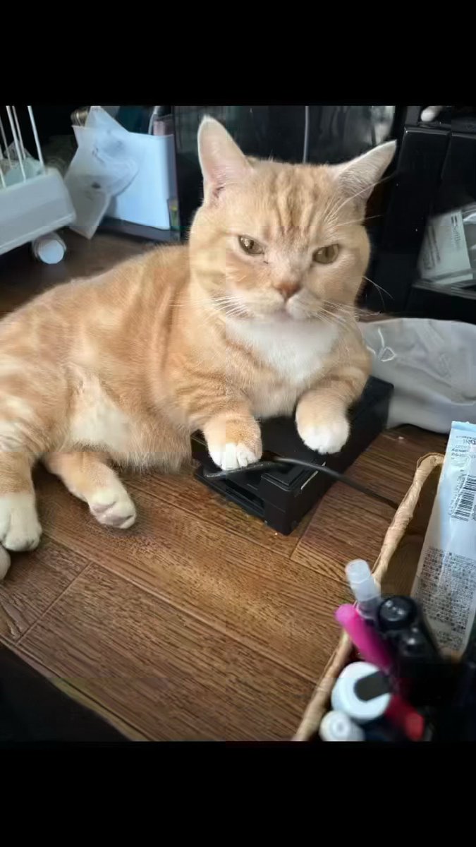 ANANotintin's tweet photo. 迷子になってしまいました見かけた方DMください #猫 #迷子猫 #埼���県富士見市鶴馬 https://t.co/BvzIR48X2b