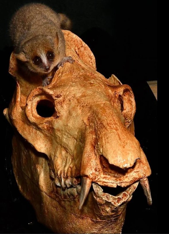 Pinguterra's tweet photo. Este cráneo le perteneció nada más y nada menos que a Megaladapis, un género extinto de lemures gigantes que vivieron en Madagascar hasta tiempos recientes, de hecho es muy probable que mientras  Cristóbal Colón descubrió América, estos increíbles seres seguían caminando vivos https://t.co/iQc9vNTzZj
