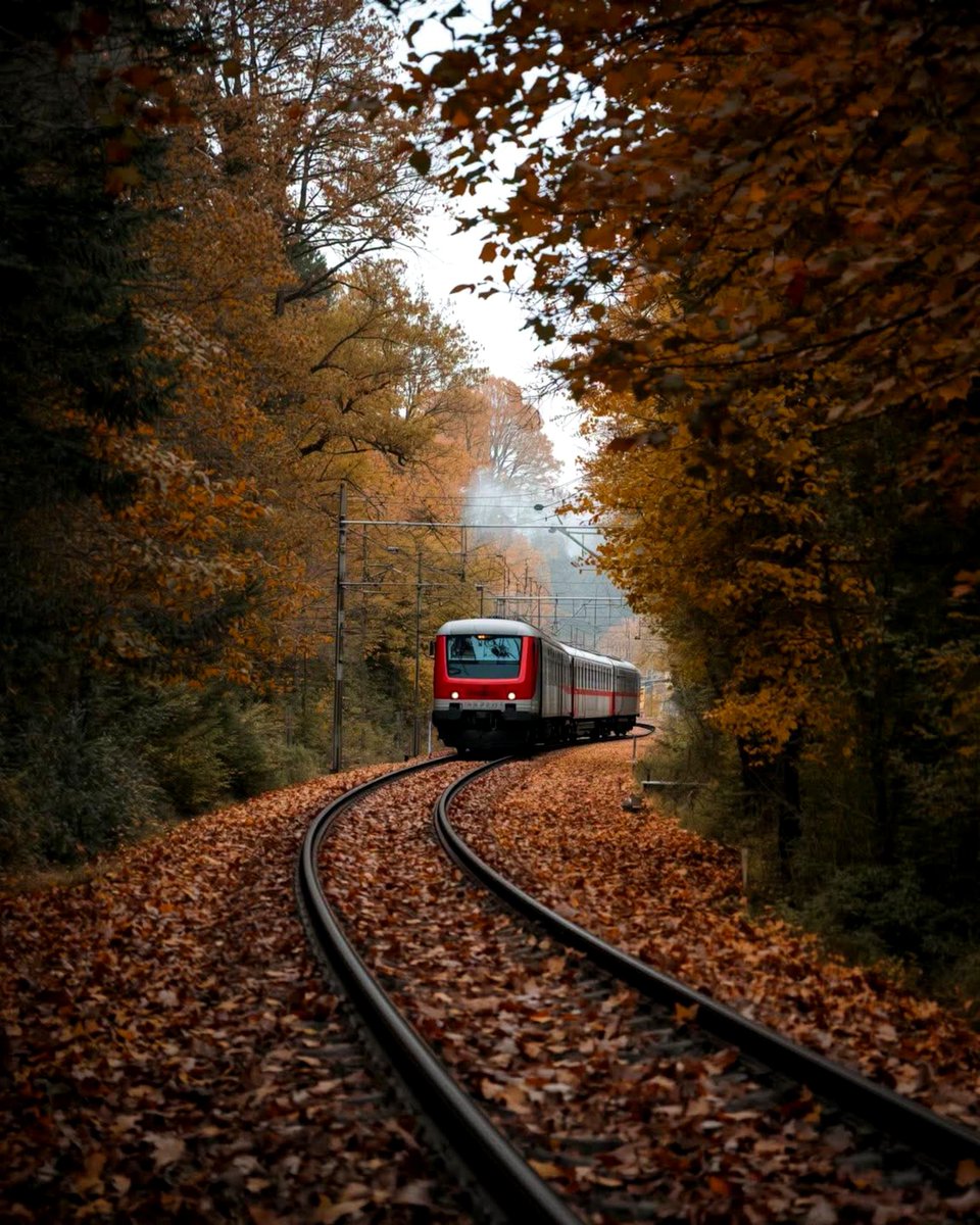 realmagine's tweet photo. Golden autumn rails 🚂🍂

Bavaria, Germany 🇩🇪

#Bavaria #Germany #Imagine https://t.co/u5BCdedoGf