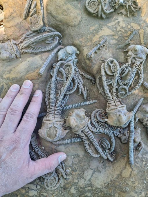 WilddSpectrum's tweet photo. THESE 280-MILLION-YEAR-OLD FOSSILS LOOK ALIEN

These fossils belong to Jimbacrinus bostocki, an extinct marine animal that lived around 280 million years ago.

Although they resemble strange creatures from another planet, they were actually ancient relatives of today's starfish and sea urchins.

Their long, feather-like arms were used to filter tiny food particles from the ocean, while their stalks anchored them to the seafloor.

One of the most bizarre and fascinating fossils ever discovered from Earth's ancient oceans.