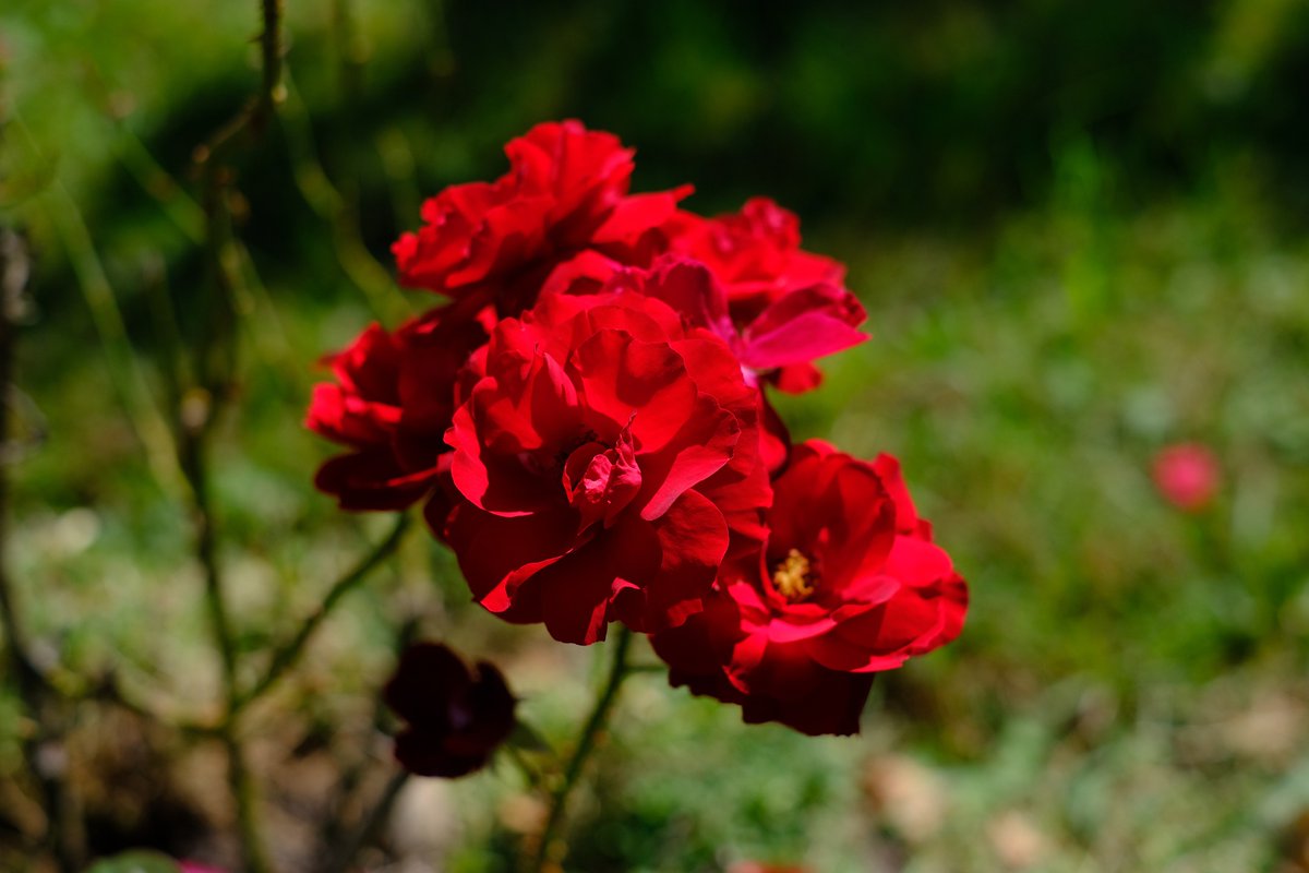 Naturepathway's tweet photo. These vivid red flowers appear to be a variety of hybrid tea or floribunda garden rose. https://t.co/wGd2EMzH4p