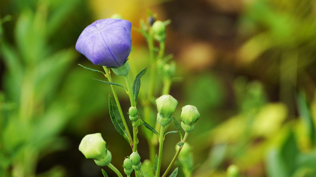 Naturepathway's tweet photo. This image features the Balloon Flower (Platycodon grandiflorus), a perennial known for its distinctive blue balloon-like buds. https://t.co/ScfsKF3nbU