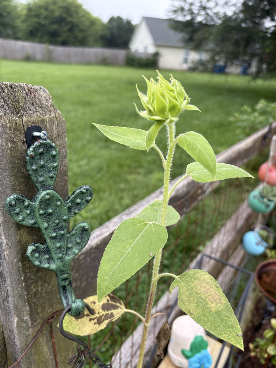 emilyfranESL's tweet photo. Got my nails done by my littlest niece, went on a great walk, harvested a few veggies, and admired my growing flowers. 
Wrapping up my last day off before going back to school tomorrow.

I’ve enjoyed this summer break. Feeling blessed and recharged!🌱💦🥒🌶️🫑🍅 https://t.co/BIjZ30KS4o