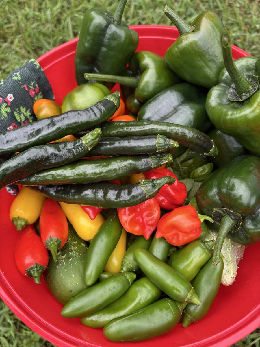 emilyfranESL's tweet photo. Got my nails done by my littlest niece, went on a great walk, harvested a few veggies, and admired my growing flowers. 
Wrapping up my last day off before going back to school tomorrow.

I’ve enjoyed this summer break. Feeling blessed and recharged!🌱💦🥒🌶️🫑🍅 https://t.co/BIjZ30KS4o