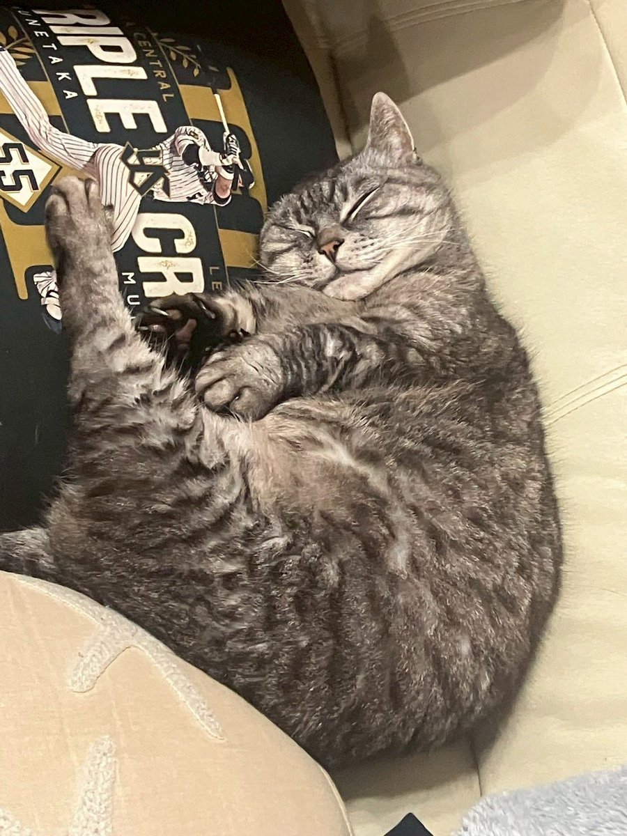 akochan8188's tweet photo. カンちゃん月命日でした。2ヶ月早いなあ。いまだに涙涙です。たまに階段からドンって音聞こえる時あるけど、カンちゃんそこにいるんじゃないかな？って感じる…
姿見せて…🥺 https://t.co/WhqwwHmKrD