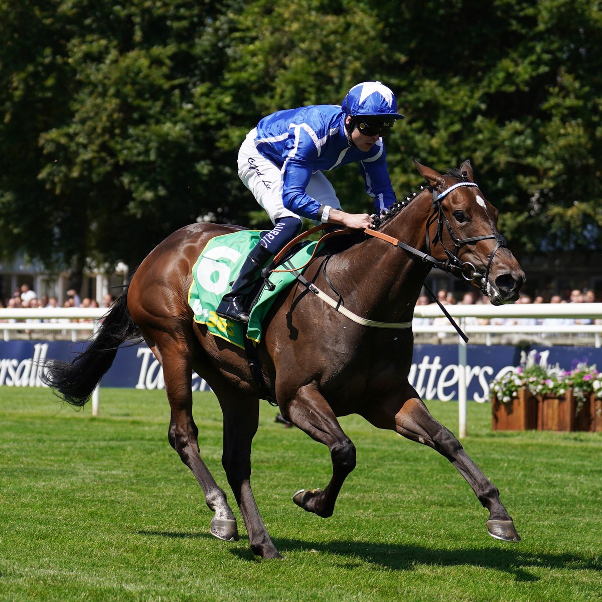 AtTheRaces's tweet photo. "It’s a big shame"

Venetian Sun has been hit with an injury that will rule her out for the rest of the season...