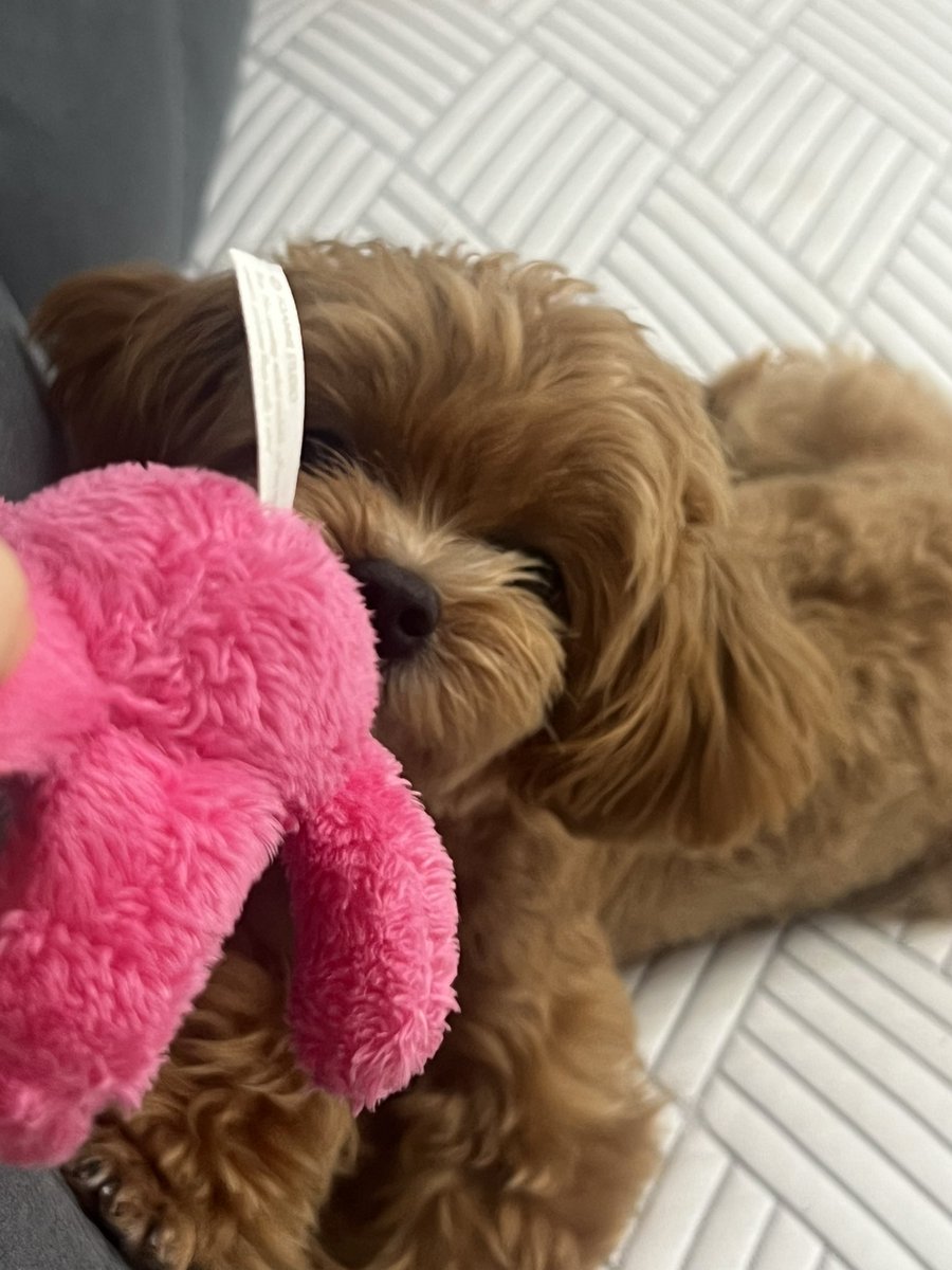 cherrhwi's tweet photo. 나도 오늘 스누가나디 쿠쿠 찍고싶었는뎁...🥹
진짜 가나디 보느라 스누 못봐떠... https://t.co/KkIY6FPTUy