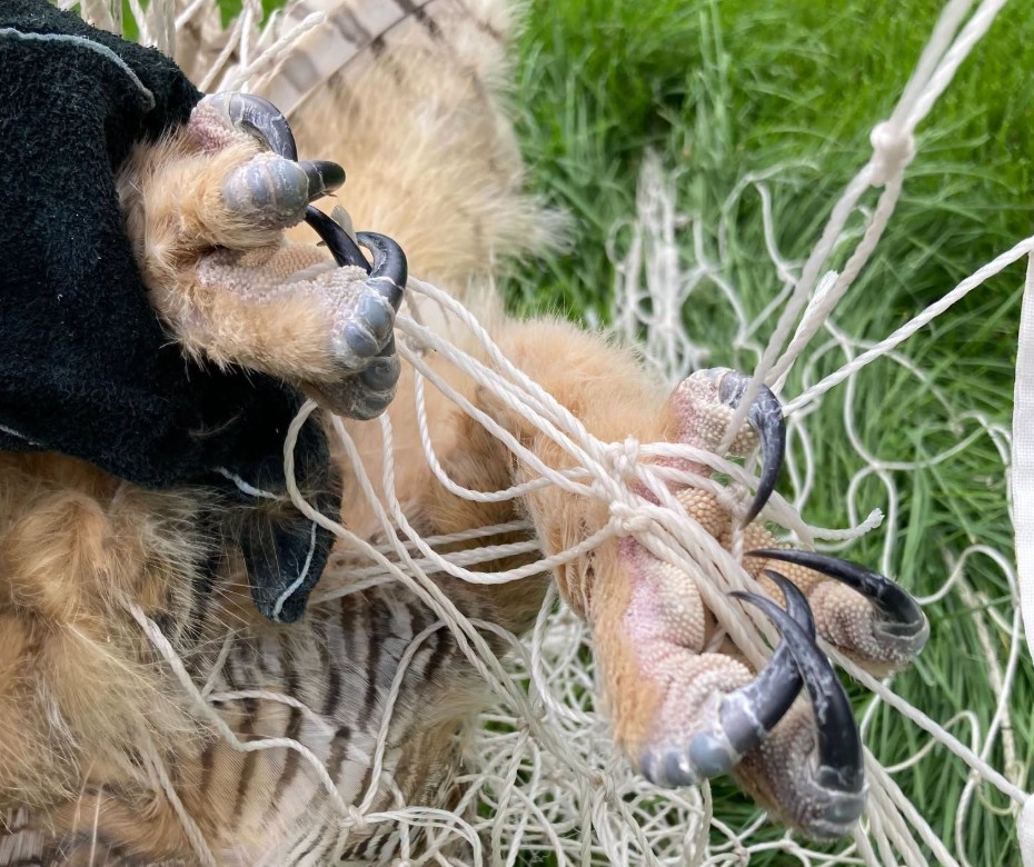 walshpj's tweet photo. NEW: In wake of owls getting snared, Raptor Center makes pitch to take down soccer nets https://t.co/oDbpUzYIiH https://t.co/RkIjlyLTgD
