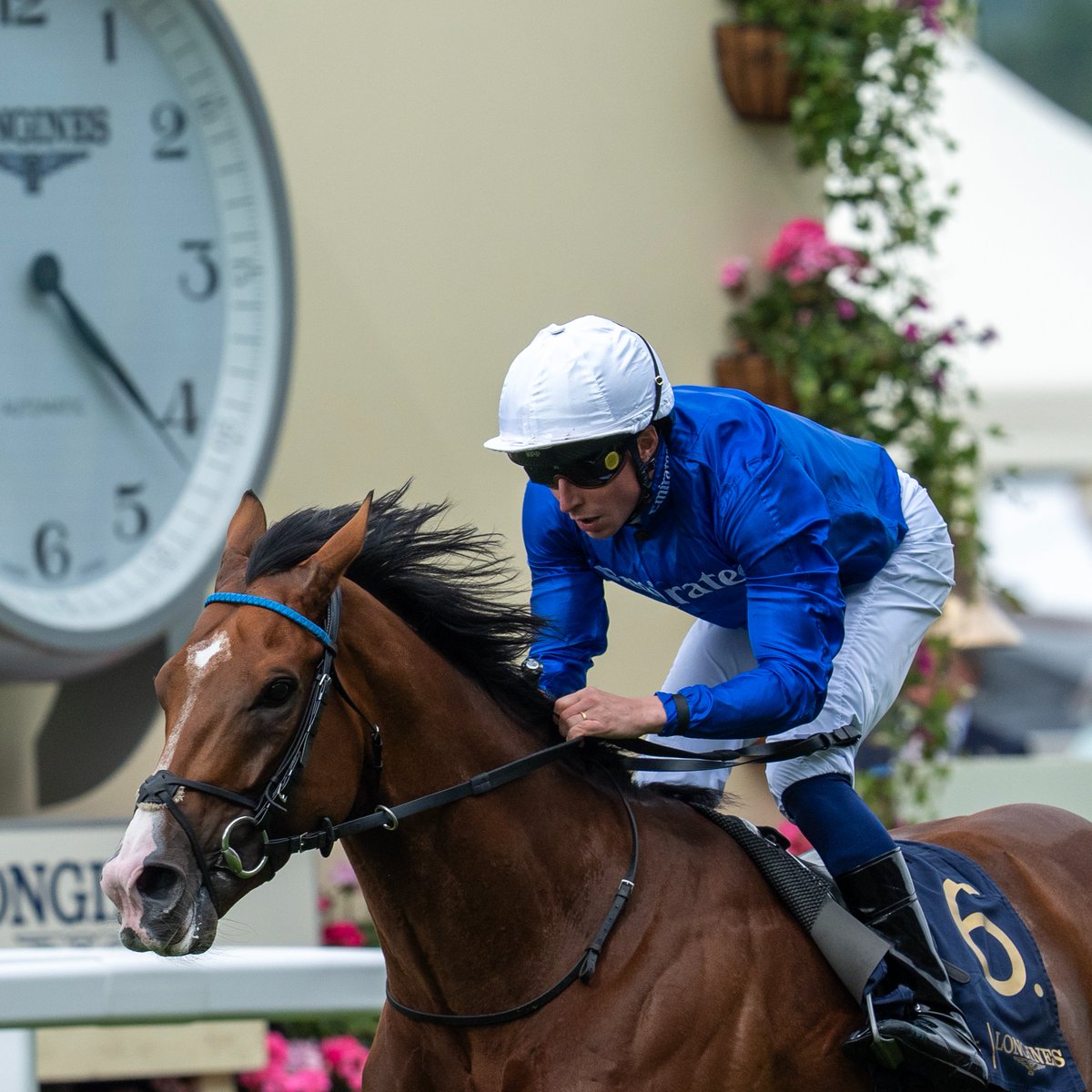 DarleyEurope's tweet photo. 🇮🇪Champion sire #NightOfThunder has sired the top two horses in Europe this year by @Timeform ratings!

🔵Ombudsman🔵 - 134

🟡Bow Echo⚫ - 133 https://t.co/i7qmGFjX2Q