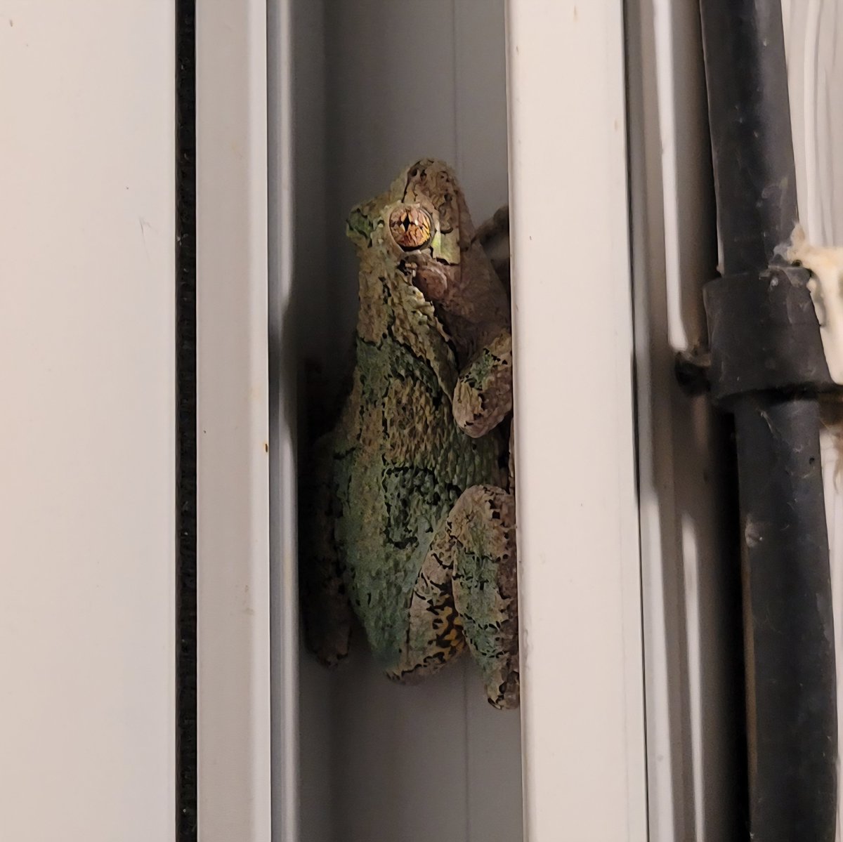 catsandhockeySQ's tweet photo. Holy crap, Carl brought the wife and kids to the porch 😅❤️🐸
Did you know that grey tree frogs change their colour like a chameleon? From light gray, to bright green, to brown. Fascinating little creatures. 😊
#treefrog https://t.co/YrRJF8skEJ