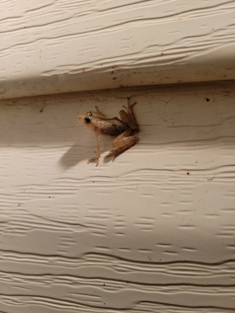 catsandhockeySQ's tweet photo. Holy crap, Carl brought the wife and kids to the porch 😅❤️🐸
Did you know that grey tree frogs change their colour like a chameleon? From light gray, to bright green, to brown. Fascinating little creatures. 😊
#treefrog https://t.co/YrRJF8skEJ