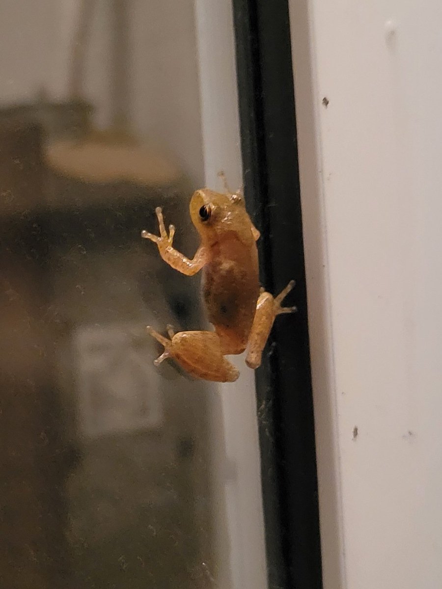 catsandhockeySQ's tweet photo. Holy crap, Carl brought the wife and kids to the porch 😅❤️🐸
Did you know that grey tree frogs change their colour like a chameleon? From light gray, to bright green, to brown. Fascinating little creatures. 😊
#treefrog https://t.co/YrRJF8skEJ