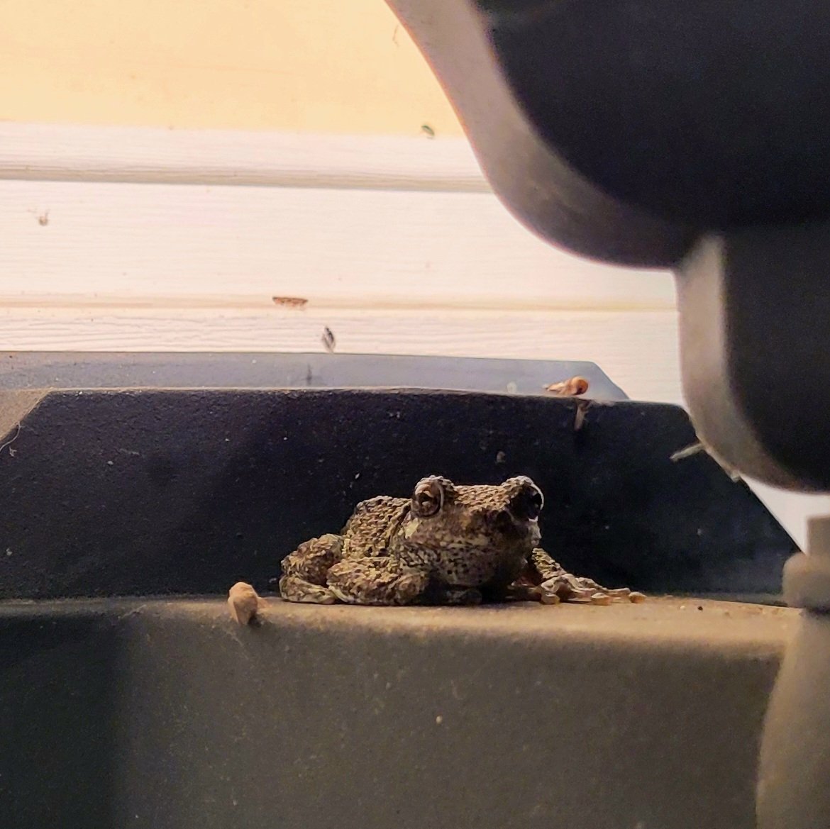 catsandhockeySQ's tweet photo. Holy crap, Carl brought the wife and kids to the porch 😅❤️🐸
Did you know that grey tree frogs change their colour like a chameleon? From light gray, to bright green, to brown. Fascinating little creatures. 😊
#treefrog https://t.co/YrRJF8skEJ