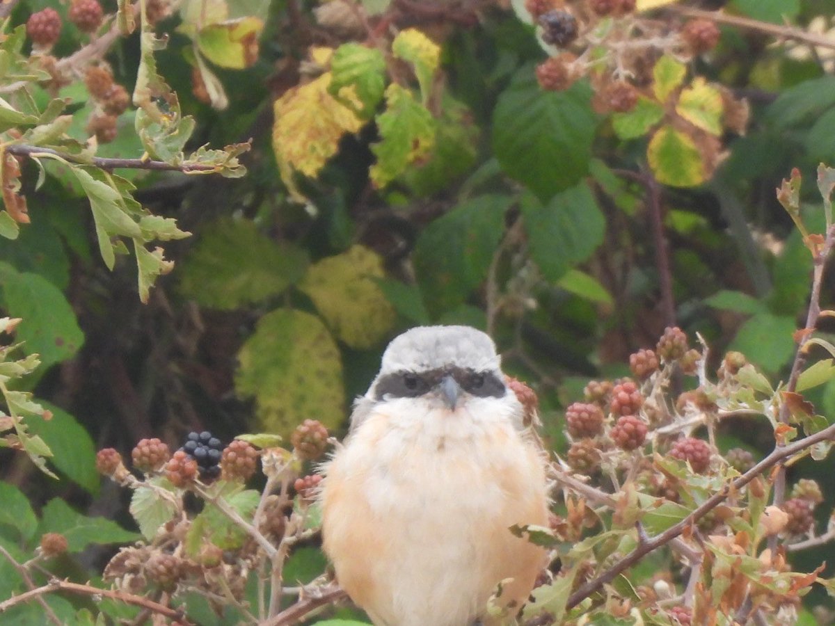 EdBirder's tweet photo. Pleased to have finally caught up with the Long-Tailed Shrike today #Glosbirds https://t.co/WC9HmR3cWy