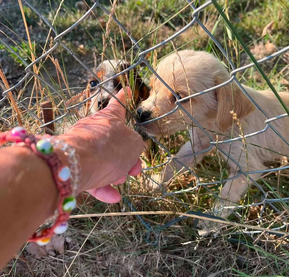 ZcecaSvetlana's tweet photo. Samo cu staviti slike...
Pa eto..danas su zivi..za koji dan verovatno ne..ne pravim dramu no je nazalost realnost surova..a oni secerleme, nemaju pojma..
Azil Krusevac
Ako se neko nekom svidi, pisite u dm da vam dam kontakt.
PS ne znam kog su pola samo znam da su trenutno zivi.. https://t.co/qeQOQBTx6j