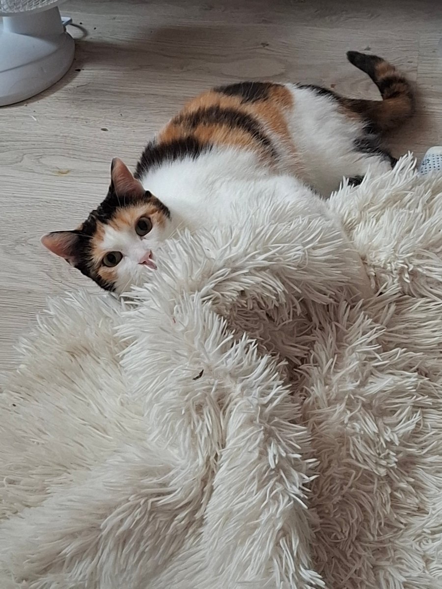 voiphea's tweet photo. Hello. I hate to have to do this, but I have no other choice. 

I am Zeyri, and i am an avid cat lover.

The cat that held my soul together since i was 8 fell sick over the span of a single day. She first had an inflammation in her lungs which i tried to cure by injections+ https://t.co/t0H3qb9nQu