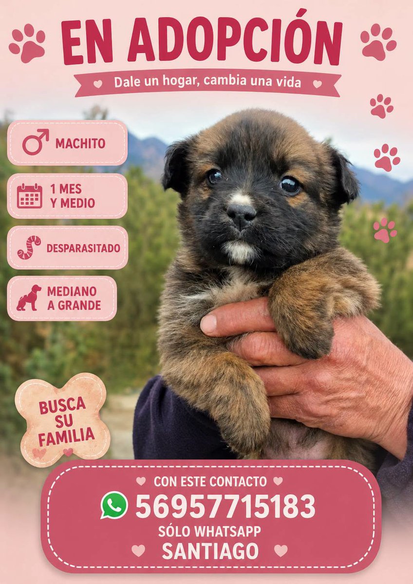 eltuitdemarsh's tweet photo. ¿Ayudamos difundiendo a este pequeñito para que encuentre un hogar para siempre?
#Santiago https://t.co/V0PPsDj0Wb