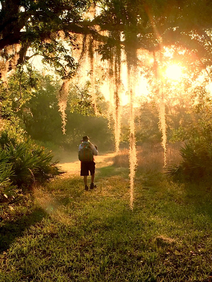 FLStateParks's tweet photo. St. Sebastian River Preserve State Park offers 60 miles of trails through quiet longleaf pine flatwoods and cypress swamps, giving visitors plenty of space to hike, bike or ride horseback.  

Deer, bobcats, gopher tortoises and seasonal bird species make the preserve a favorite stop along the Great Florida Birding and Wildlife Trail. 

Amenities include campsites, equestrian camps, canoe landings, a visitor center, a picnic pavilion and restrooms. It’s a simple, peaceful place to explore natural Florida at your own pace. 

***   
📍: St. Sebastian River Preserve State Park

💡: Plan your adventure at https://t.co/YhnWcMz9Bl. Before you visit, check the KNOW BEFORE YOU GO section on the park’s webpage for real-time updates and helpful information.    
.     
.     
#FLStateParks #StSebastianRiver #TheRealFlorida #LoveFL