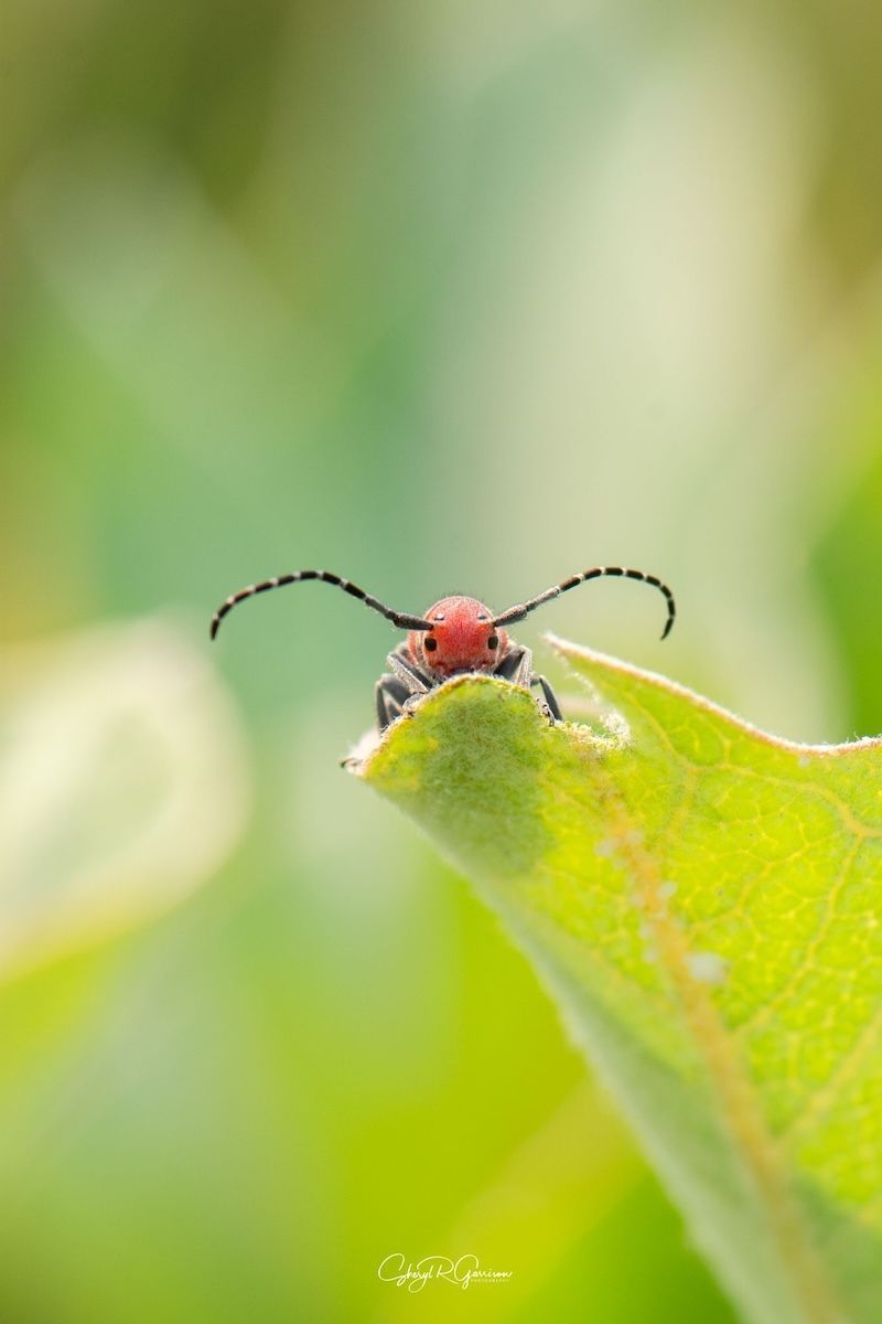 earthskyscience's tweet photo. Hello! 🪲 Sheryl R Garrison in Southern Alberta, Canada, saw this little milkweed #beetle last Tuesday, feeding on milkweed seeds and plant sap. Thank you, Sheryl! #insects 📸
https://t.co/bIGiJeof1B

See more great photos and submit yours:
https://t.co/ImHOoAxVCI https://t.co/3MpLjfpmvm