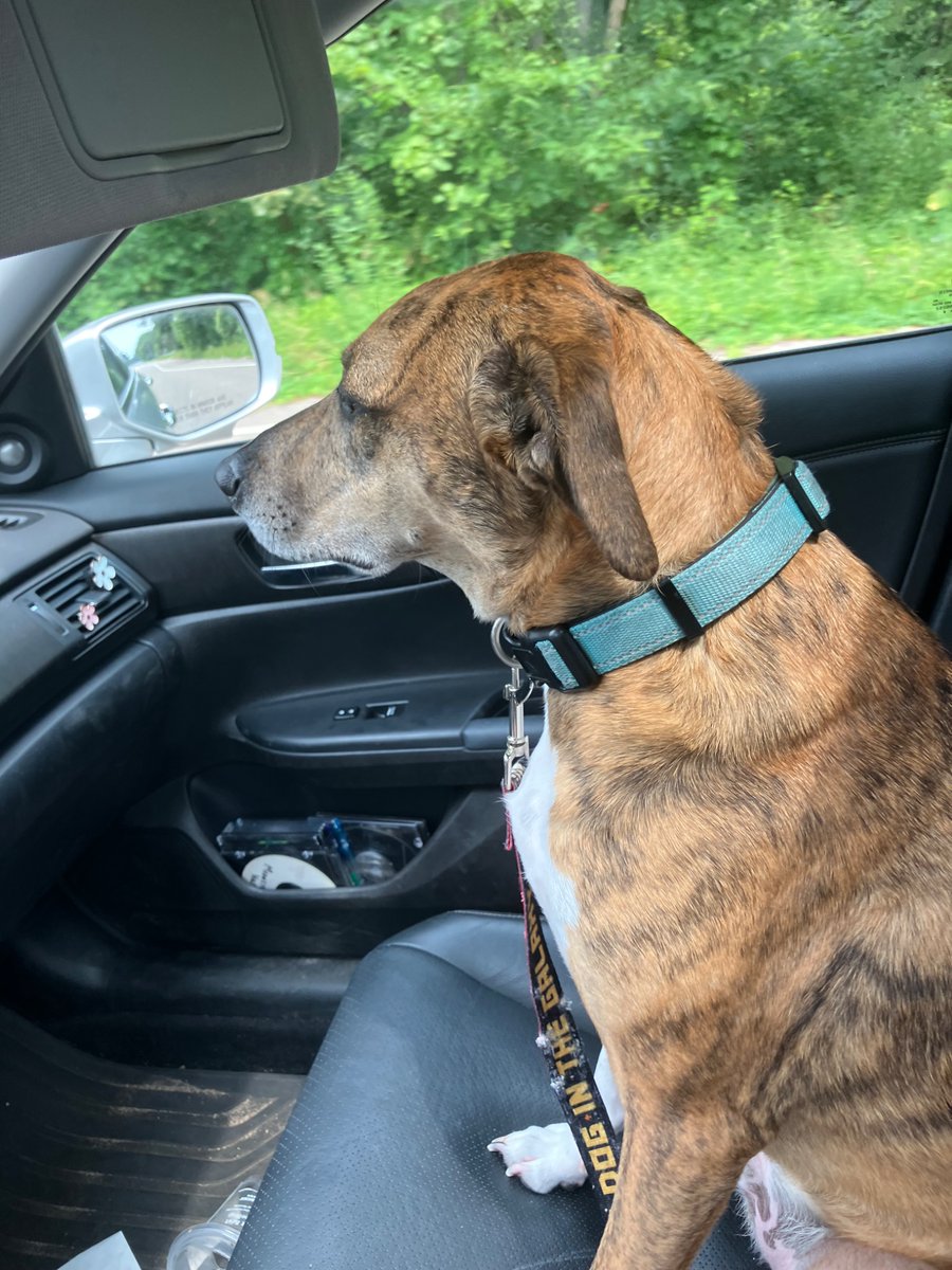 camikazxe's tweet photo. he doesnt know we’re going to the dog park https://t.co/dkkTLOeRyX