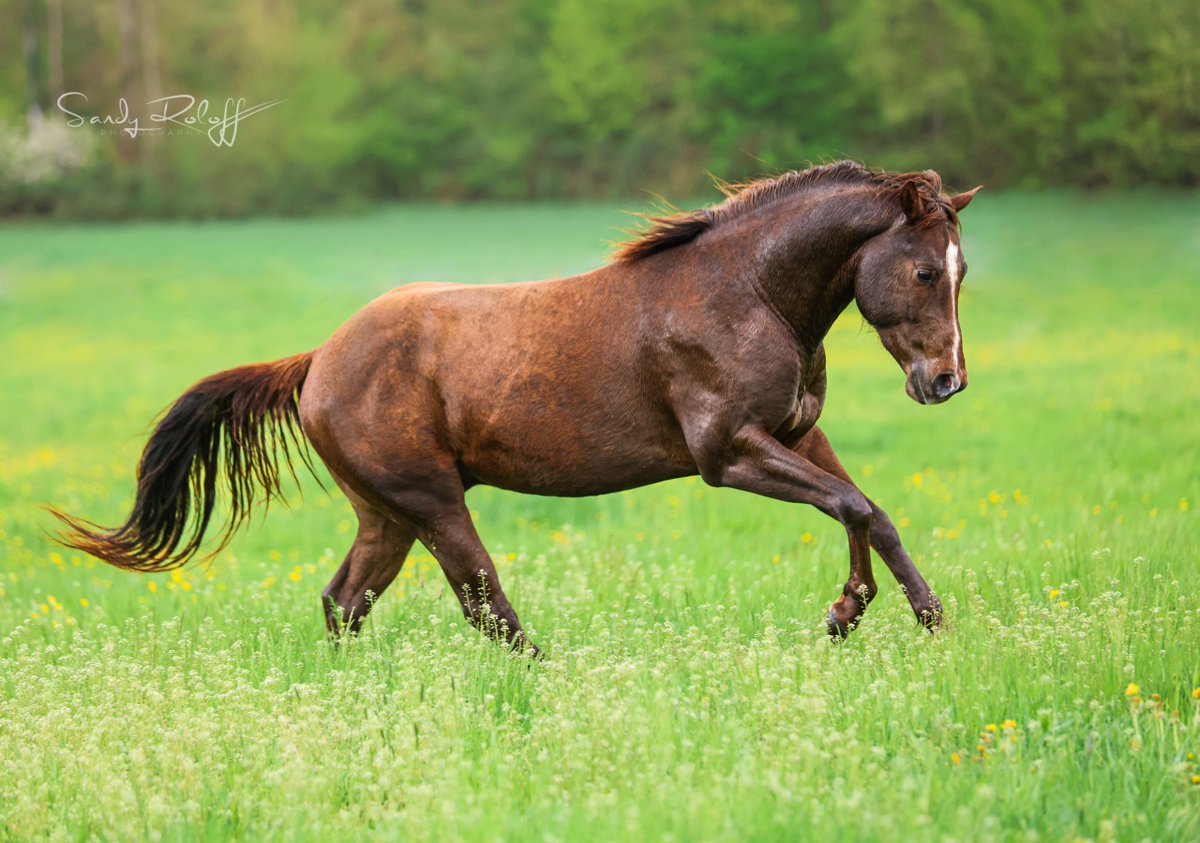 ehorses_com's tweet photo. ๐ Chestnut AQH Stallion โ Bold, Array-natured, and promising adventure ๐ด
๐ https://t.co/Y3D0tZOix3
#ehorses #americanquarterhorse #versatilityranchhorse #stallion #chestnut #horselove #horse #horses #horselover #foundonehorses https://t.co/7GMqfcgCYN