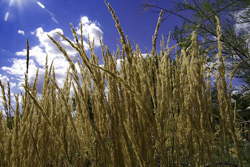 eugpower's tweet photo. "Walking" #493
#photography #flowerslovers #summerbedding #regentsparkinnercircle #gardens #lookingatnature #grasses https://t.co/YLWiadnNFx