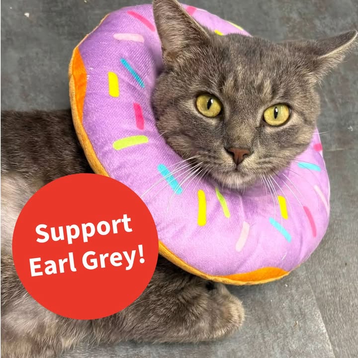 sccatswm's tweet photo. Sweet Earl Grey in Grand Rapids Michigan needs help with his recovery! https://t.co/d0sWuScd3m
