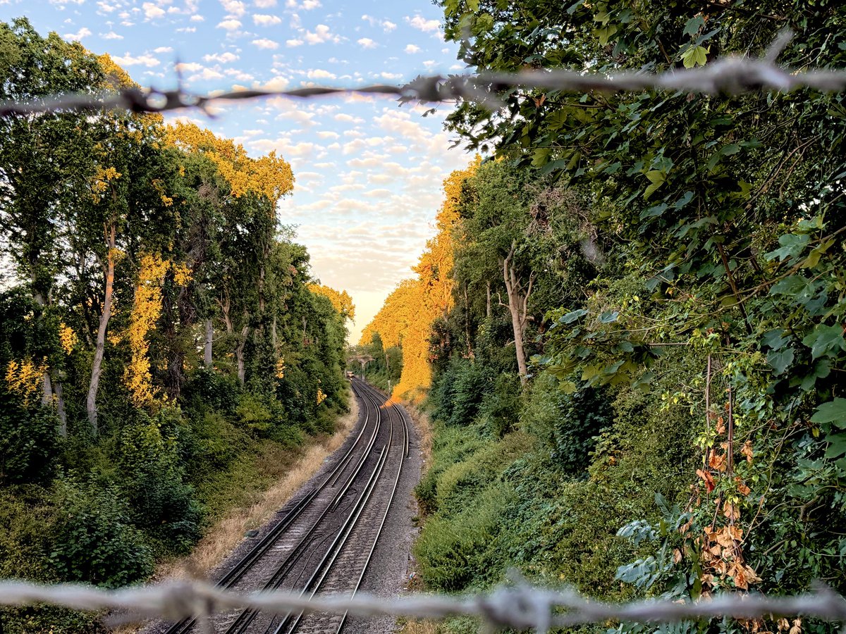InizioBelleAme's tweet photo. Gorgeous evening ☀️🌳 #TreeClub @WoodlandNomad https://t.co/shYeRh0o4P
