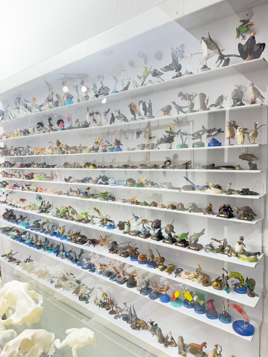 EmileStraub's tweet photo. My small figure display :) mostly Kaiyodo, Yujin and Nature techni colour. Max respect for the people behind all these beautiful creature figures. https://t.co/w1dQo0u5WJ