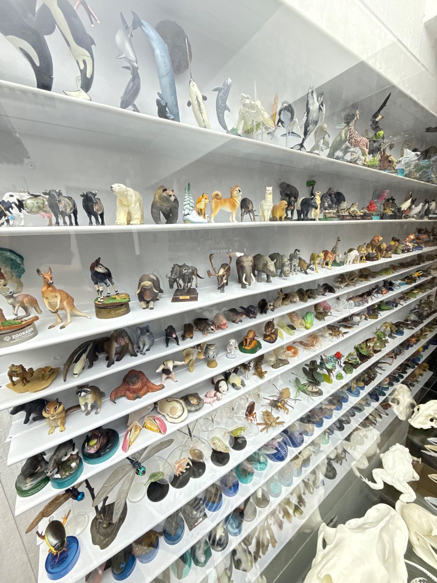 EmileStraub's tweet photo. My small figure display :) mostly Kaiyodo, Yujin and Nature techni colour. Max respect for the people behind all these beautiful creature figures. https://t.co/w1dQo0u5WJ