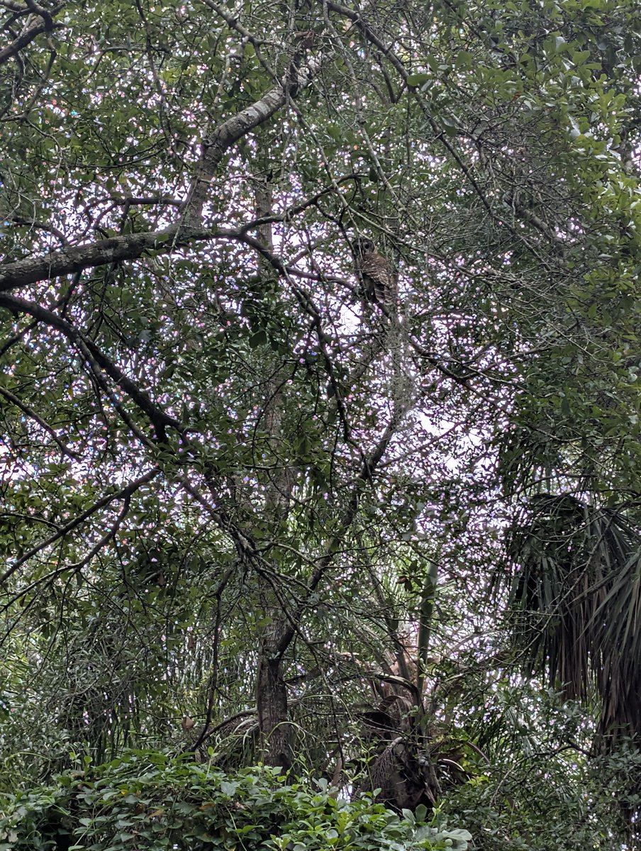 ItsEnkindu's tweet photo. I spotted a barred owl at the park today. https://t.co/FcLBpZw9MR