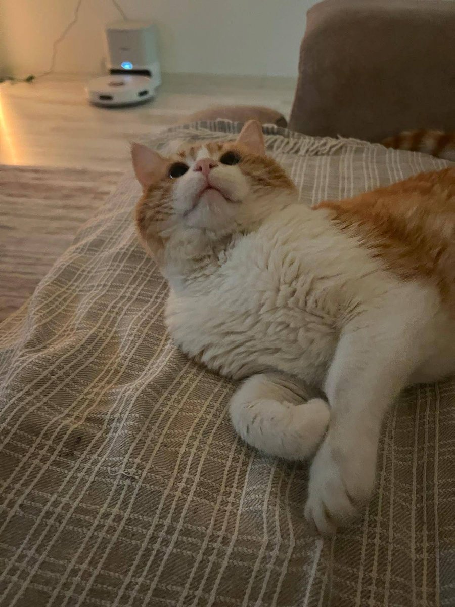 zllktlr's tweet photo. "Yuva ilanı Antalya
+905358463828
7-8 aylık erkek
Kısır
Takip şartıyla ücretsiz yuvalandırılacaktır.
Not;Watshaptan iletişime geçebilirsiniz  https://t.co/JyhUP7wQlo https://t.co/hSgwHgy1xc