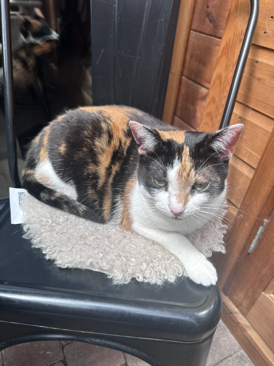 Pawsandclaws99's tweet photo. Bailey, Sidney, Mabel (or Doris) and Ralphie. #cats https://t.co/FRMG3xrHqm