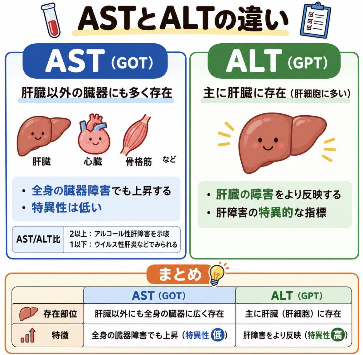 nursealpha0808's tweet photo. 【ASTとALT】
どちらも肝機能のアセスメントに使われる検査項目ですが違いがあります。
AST→特異性が低い
ALT→特異性が高い
※ALTの「L」はレバーの「L」と考えると覚えやすいです（本当の意味は違います⚠️）
まとめ👇 https://t.co/PbdTycVJM3