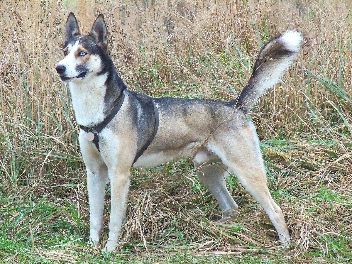 minpin78's tweet photo. Outrageous Cruelty! Please Sign: #Husky Reportedly Found With #Collar #Embedded in #Neck Deserves Justice https://t.co/KOMO196RdS https://t.co/YlJWnRKxhx
