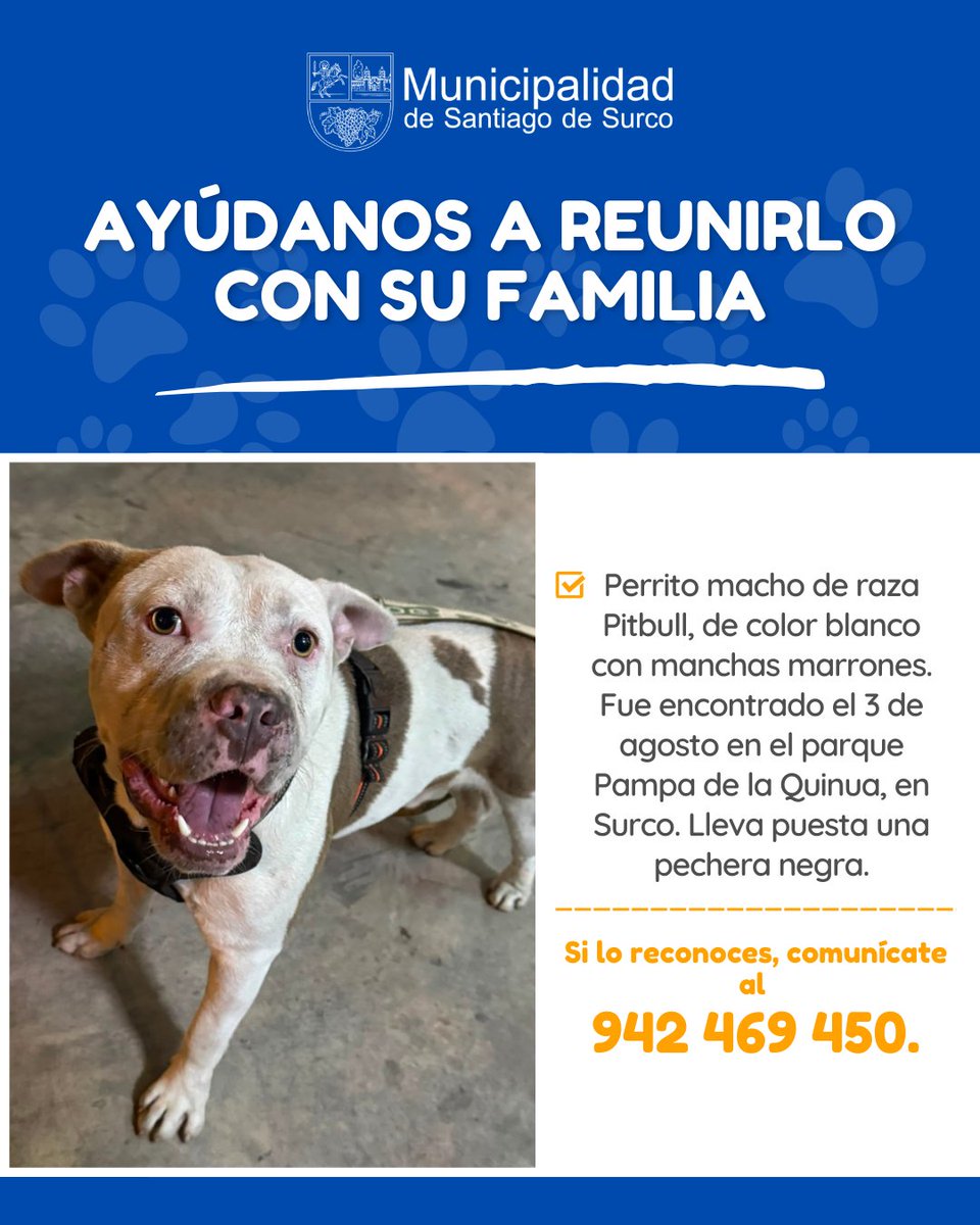 munisurco1's tweet photo. 🚨 Vecinos, ayudemos a ubicar a la familia de este perrito 🐾💛
Fue hallado en el parque Pampa de la Quinua y lleva una pechera negra. Compartir esta publicación puede acercarlo nuevamente a casa.
📲 Si lo reconoces, comunícate al 942 469 450.

#SurcoEstáMejorYSeNota https://t.co/g1Z3CtUrJe