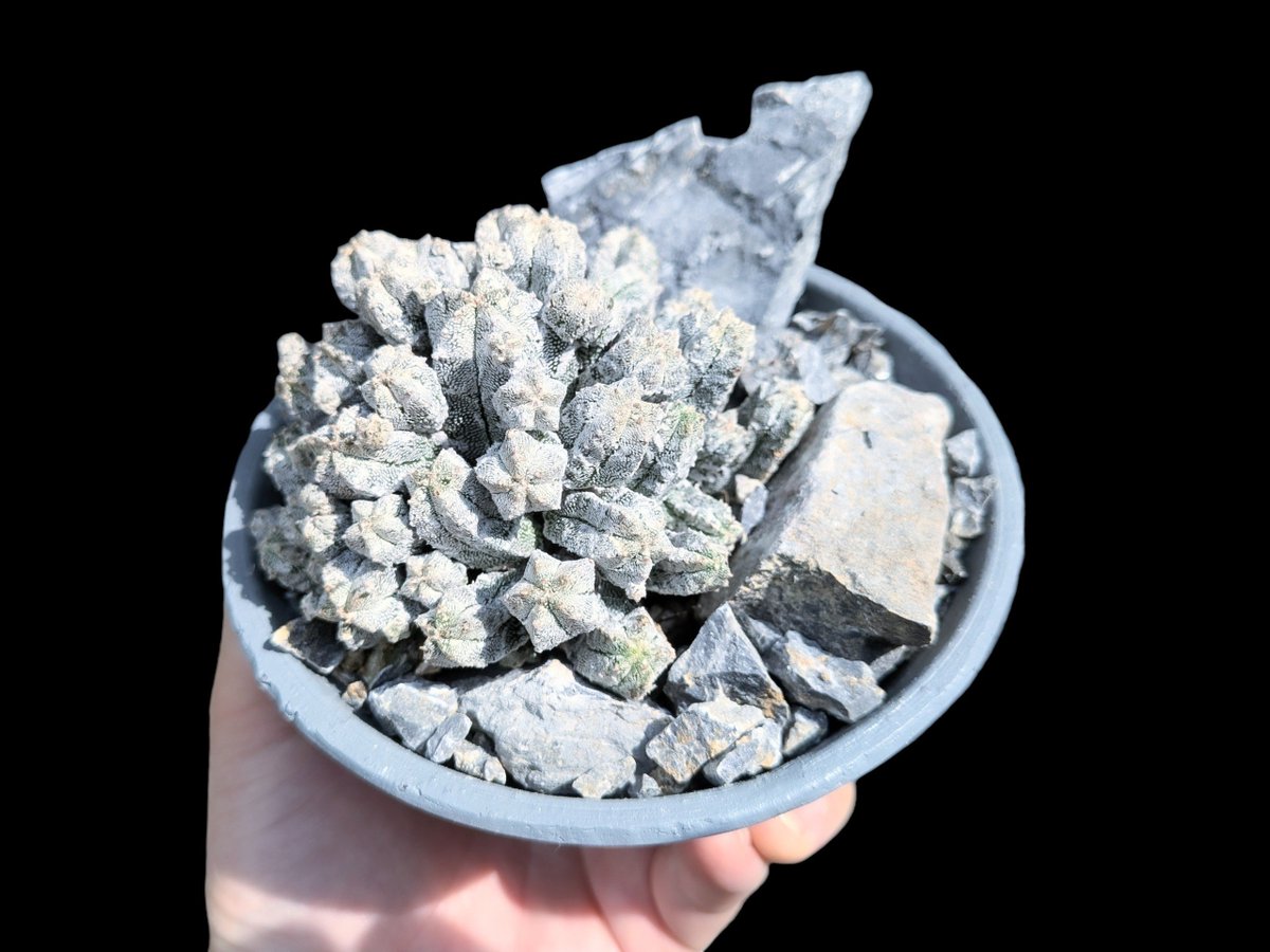 drybizarre's tweet photo. Astrophytum myriostigm
鸞鳳玉のリノベーションをした
やっぱり砂地だと蒸れが怖いので採石敷いて不安解消🙂
#鸞鳳玉
#ランポー
#Astrophytum
#サボテン https://t.co/qQw6HYI9md