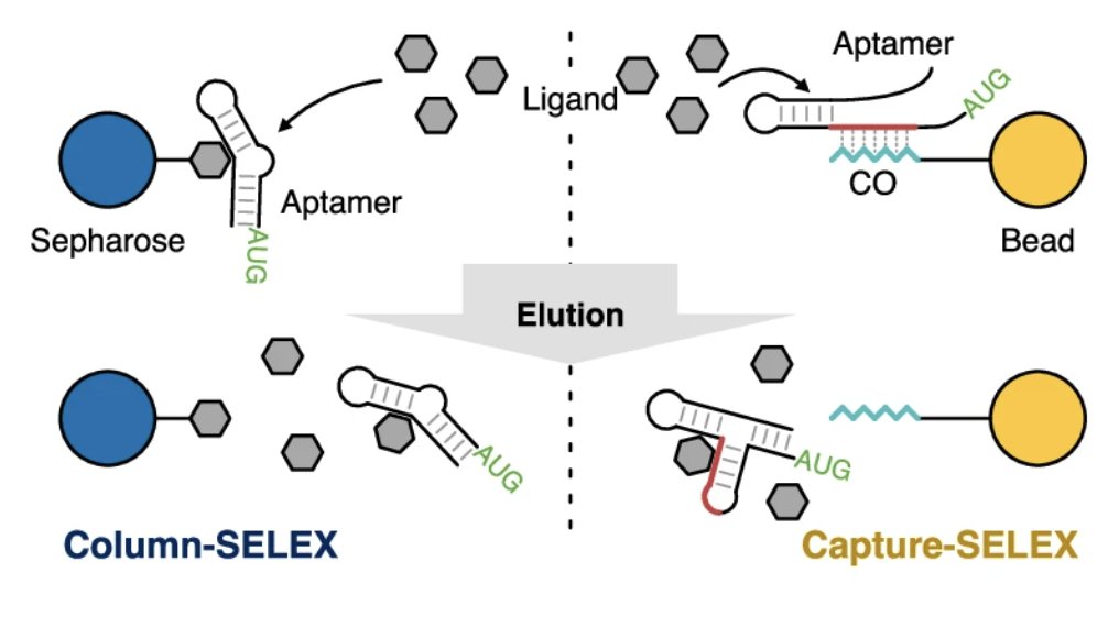 paperperday's tweet photo. Mechanism underlying the high regulatory performance of the doxycycline riboswitch G12

"capture-SELEX: RNA itself immobilized to a bead-bound oligo, while the ligand is free. Candidates only elute if binding the ligand triggers a conformational change"

https://t.co/iHl8D1ftDl https://t.co/yvOsrWdNLw
