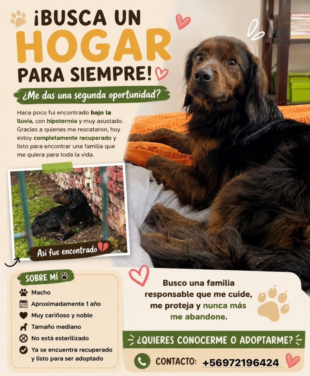 eltuitdemarsh's tweet photo. ¿Ayudamos difundiendo a este perrito para que encuentre un hogar para siempre?
#Santiago https://t.co/ExRNBTeLUN