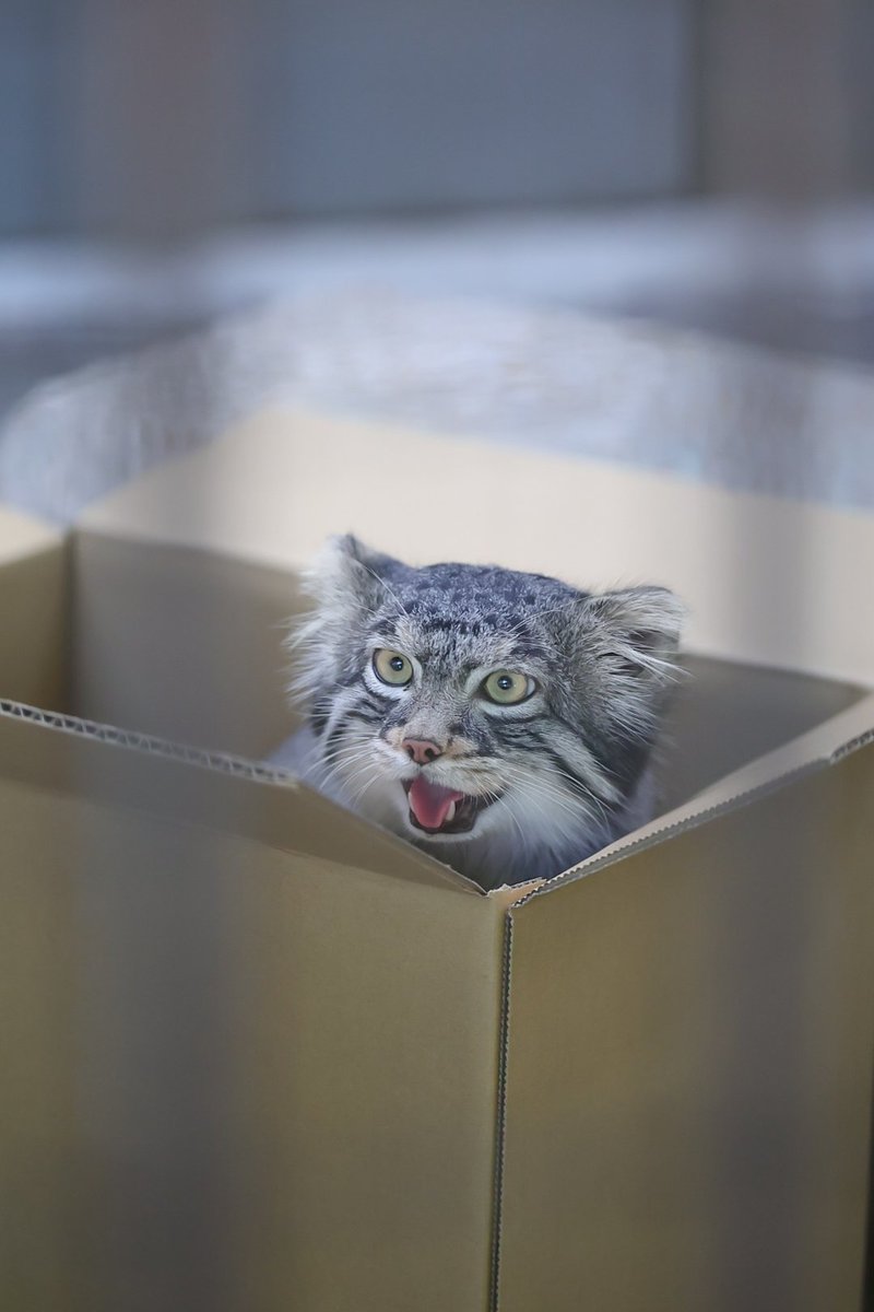 Rockleohana's tweet photo. マヌルネコのフィーガでGood morning🏘

#マヌルネコ   #フィーガ   #pallascat
#野毛山動物園 https://t.co/8R5li0X2Uf