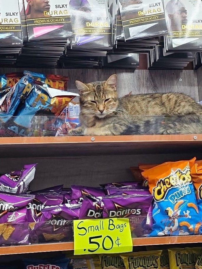 Bodegacats_'s tweet photo. https://t.co/nf4ZwPYNpE