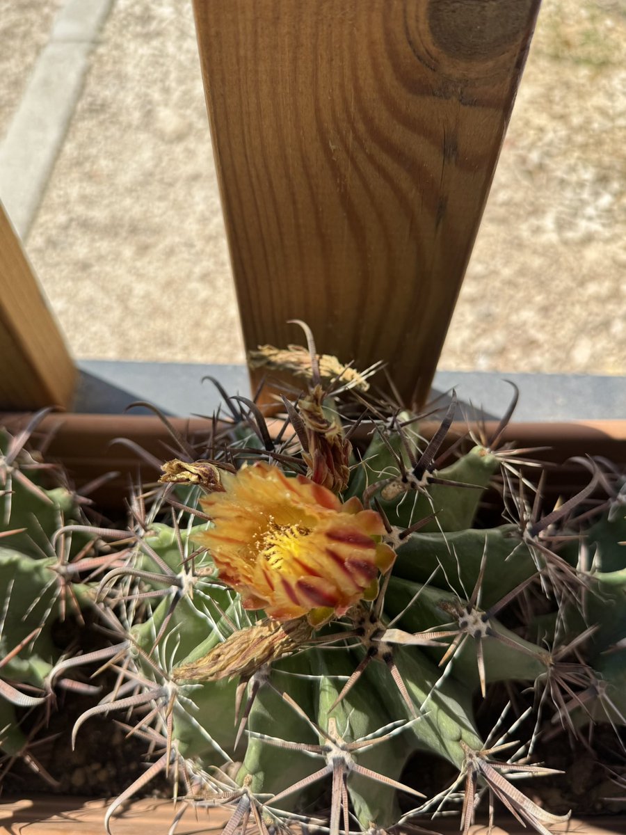 TiryakiGamze's tweet photo. Bu da o da hepsi  hepsiiii . Aldım dikenleri hatta yüzüme gözüme falan sürdüm hep 🌵 https://t.co/wgTfxXnj1F