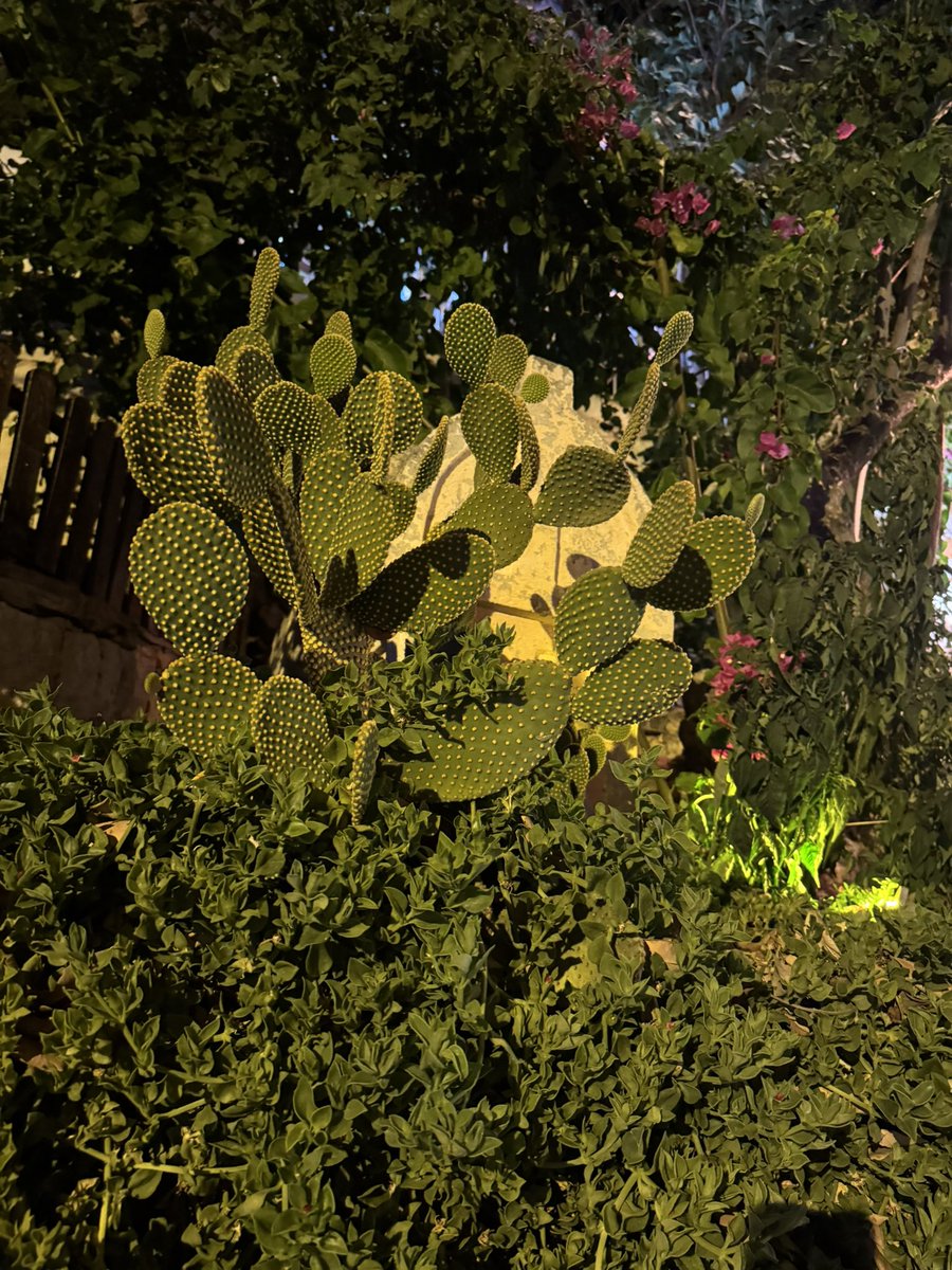 TiryakiGamze's tweet photo. Bu da o da hepsi  hepsiiii . Aldım dikenleri hatta yüzüme gözüme falan sürdüm hep 🌵 https://t.co/wgTfxXnj1F