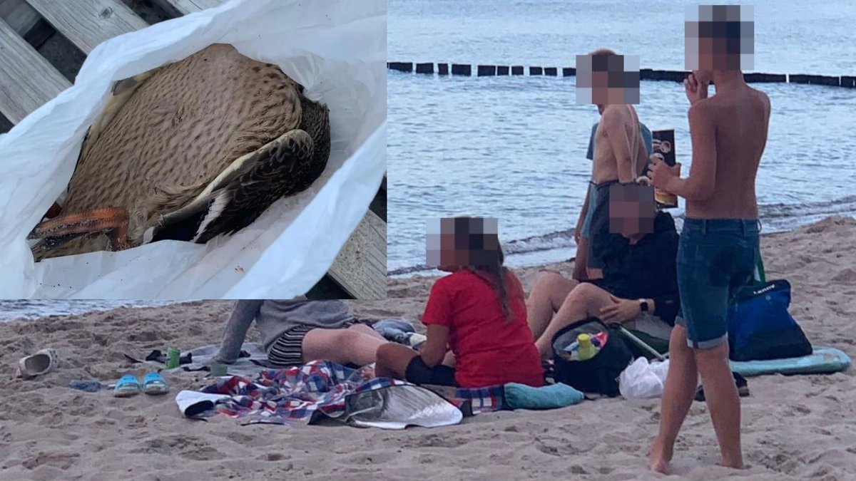 delestoile's tweet photo. 🇩🇪 Na plaży w Kühlungsborn nad Bałtykiem grupa 10-12-letnich dzieci przez pół godziny rzucała kamieniami w kaczkę. Zadręczyli ją na śmierć. Matki siedziały obok i nie interweniowały, mimo wielokrotnych próśb plażowiczów. Policja prowadzi postępowanie ws znęcania się nad zwierzętami. To łatwiej rusza sumienia niż gwałty i zabójstwa @AGozdyra