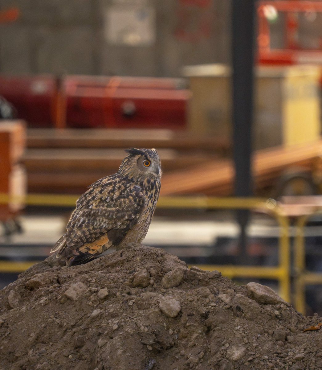jacquelineUWS's tweet photo. Happy International Owl Awareness Day! 🦉

Today I celebrate Flaco the owl for all he has done to make the world a better place for owls and other birds. Cont’d https://t.co/4ZKG4jxsQm